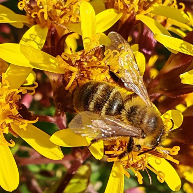 Flore de Corse Végétation de Corse